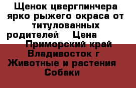 Щенок цвергпинчера ярко рыжего окраса от титулованных родителей  › Цена ­ 25 000 - Приморский край, Владивосток г. Животные и растения » Собаки   